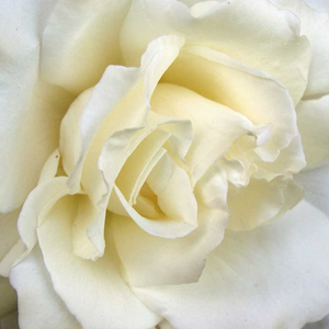 Rosier à vendre - Blanche - parfum discret - rosiers hybrides de thé - Rosa Mythos® - Hans Jürgen Evers - Ses grandes fleurs une fois coupé se tiennent bien dans des vases.